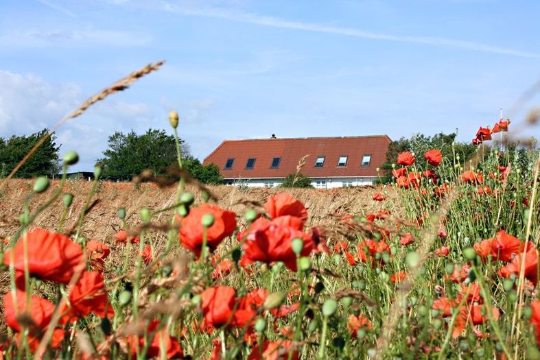 Valmuen blomstrer frit i de sydfynske vejkanter.
