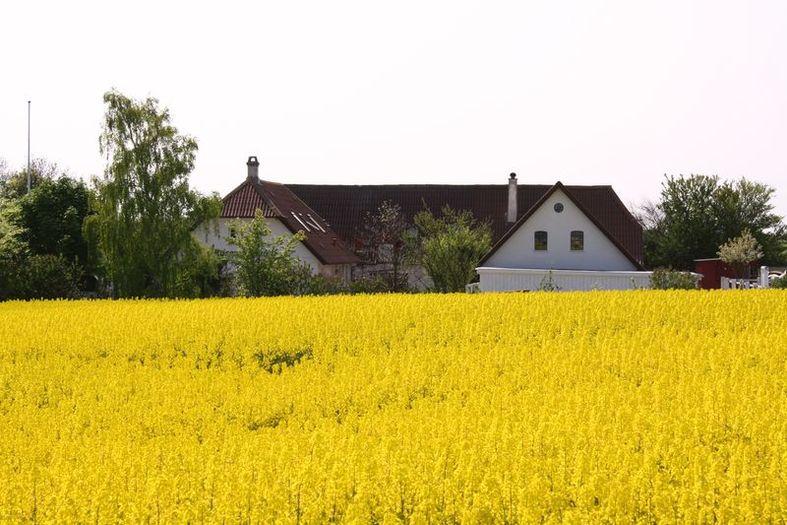 Når rapsen blomstrer er Rosengården indhyllet i gult.