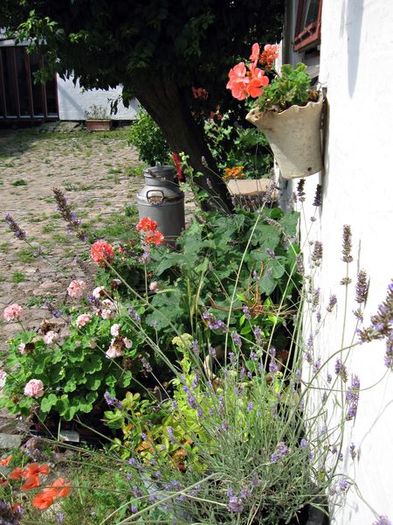 Farverige blomster på gårdspladsen.